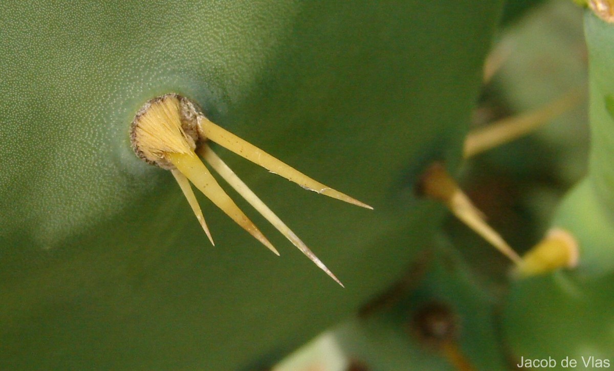 Opuntia dillenii (Ker Gawl.) Haw.